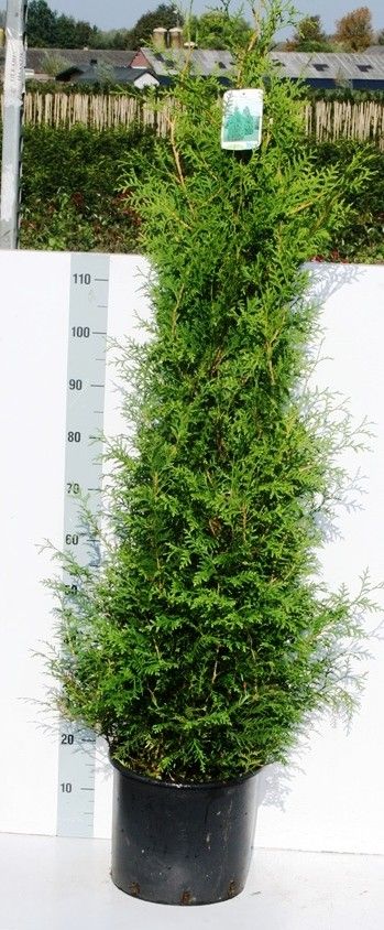 Thuja occ. 'Brabant', D 32