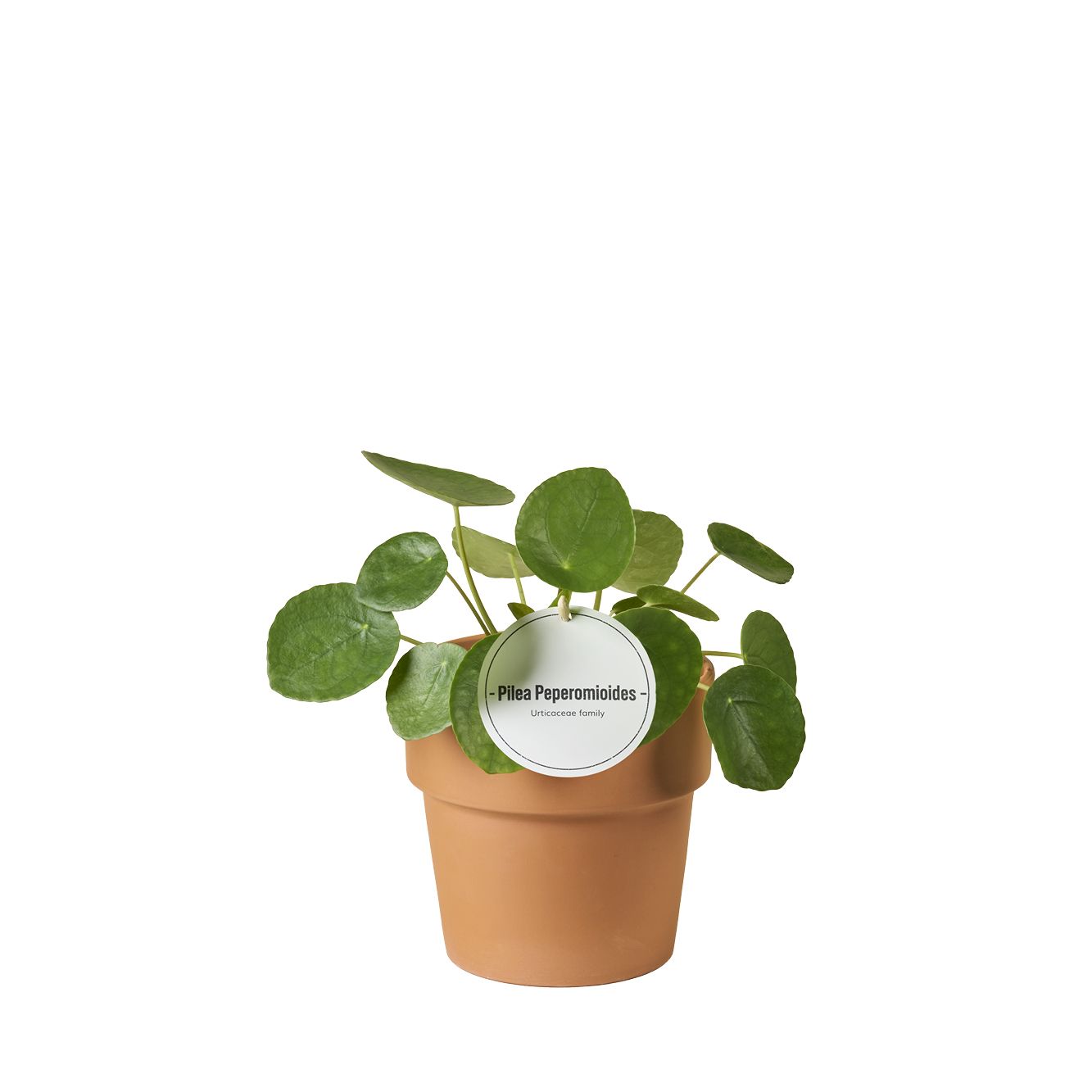 Pilea Peperomioides in Terracotta Oranje, D 12