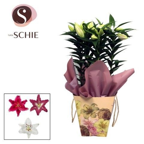 Oriental 17cm Bag BLUSH cream, D 17