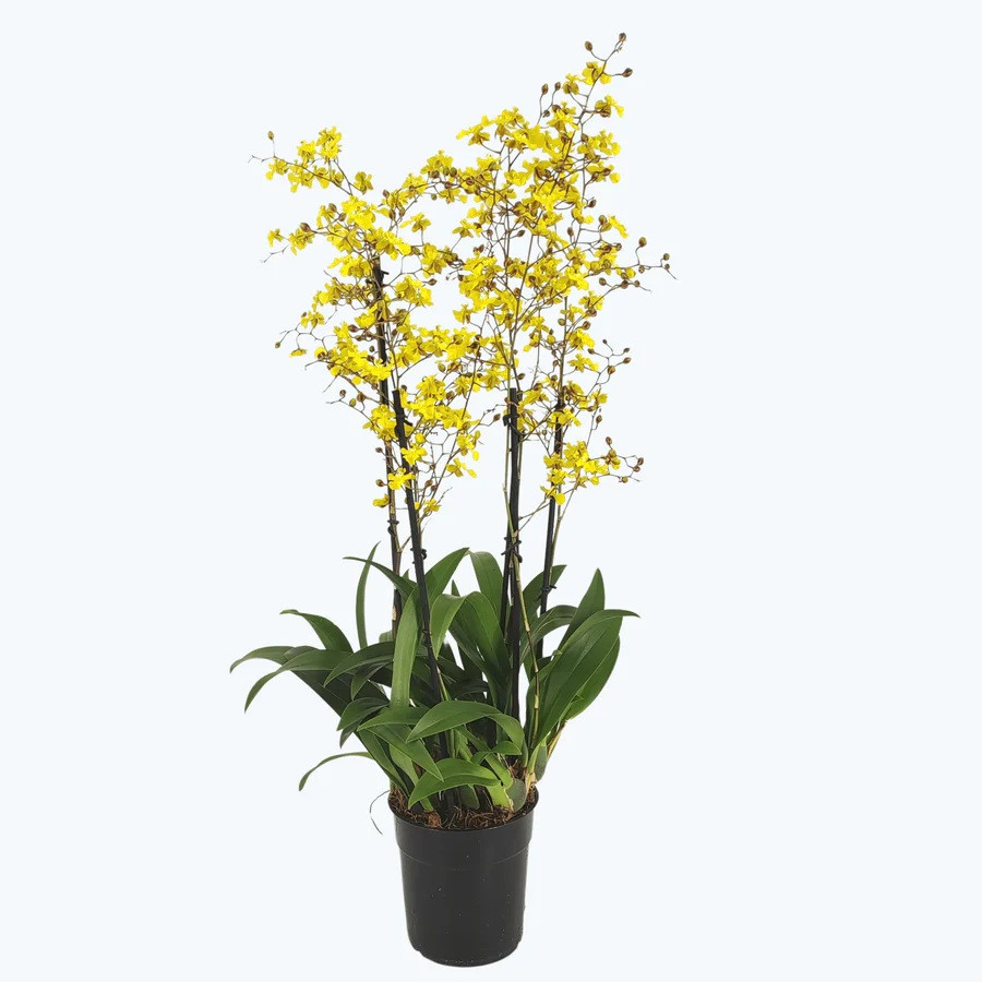 Oncidium 'Lemon Surpreise' 12 cm Topf 4+tak, D 12 cm
