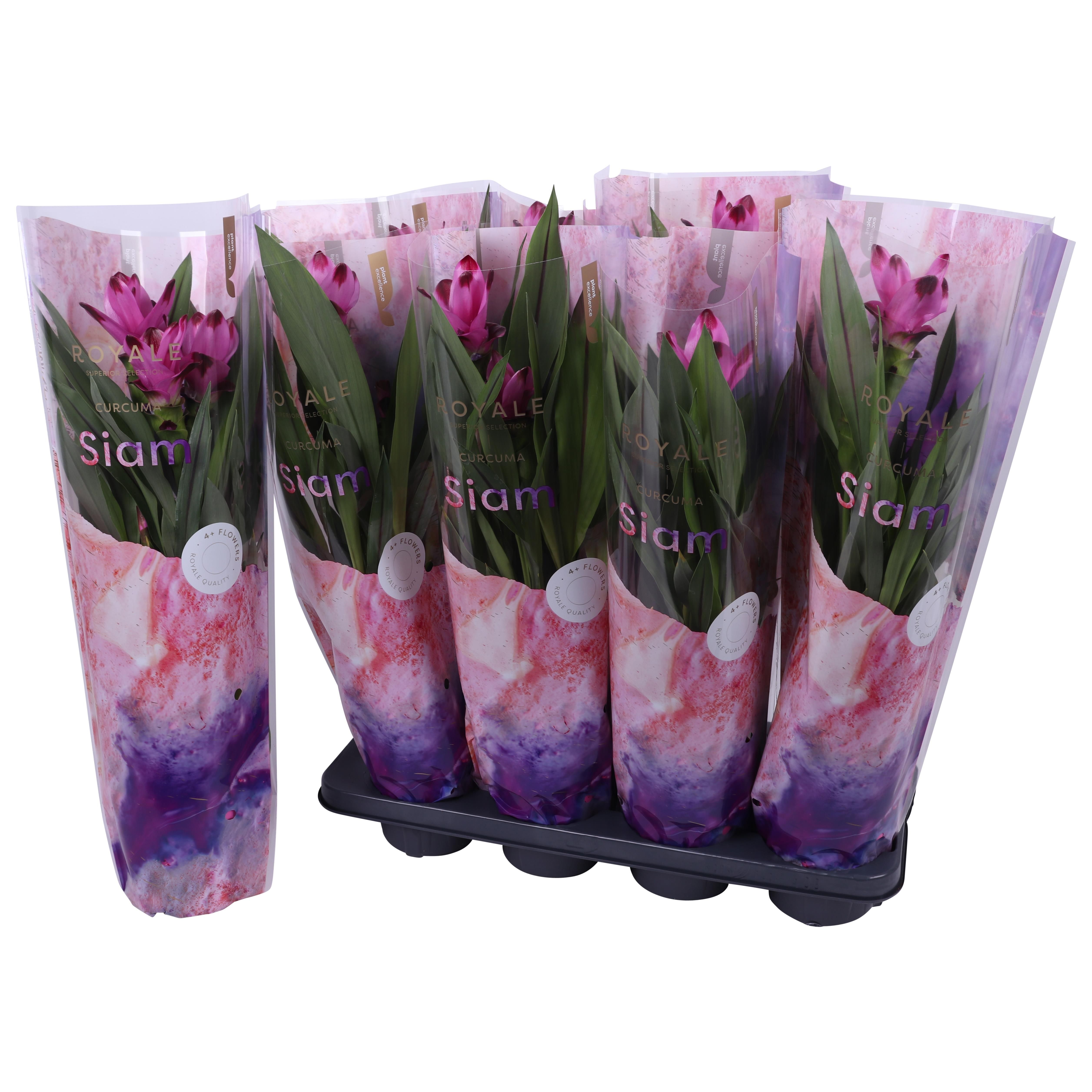 Royale - Curcuma Siam Mix 14cm 4+ bloem, D 14
