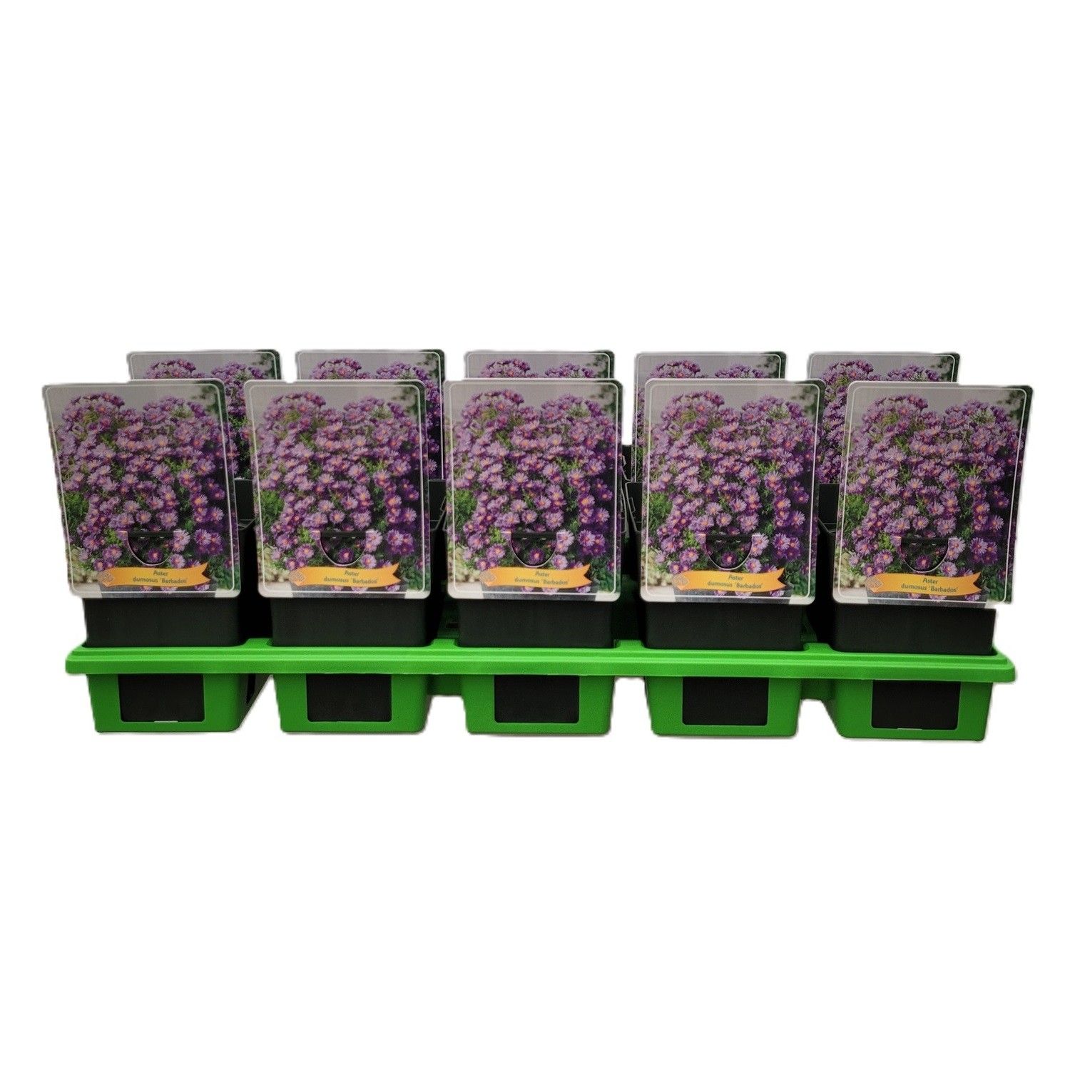 Aster 'Barbados' P11, D 11