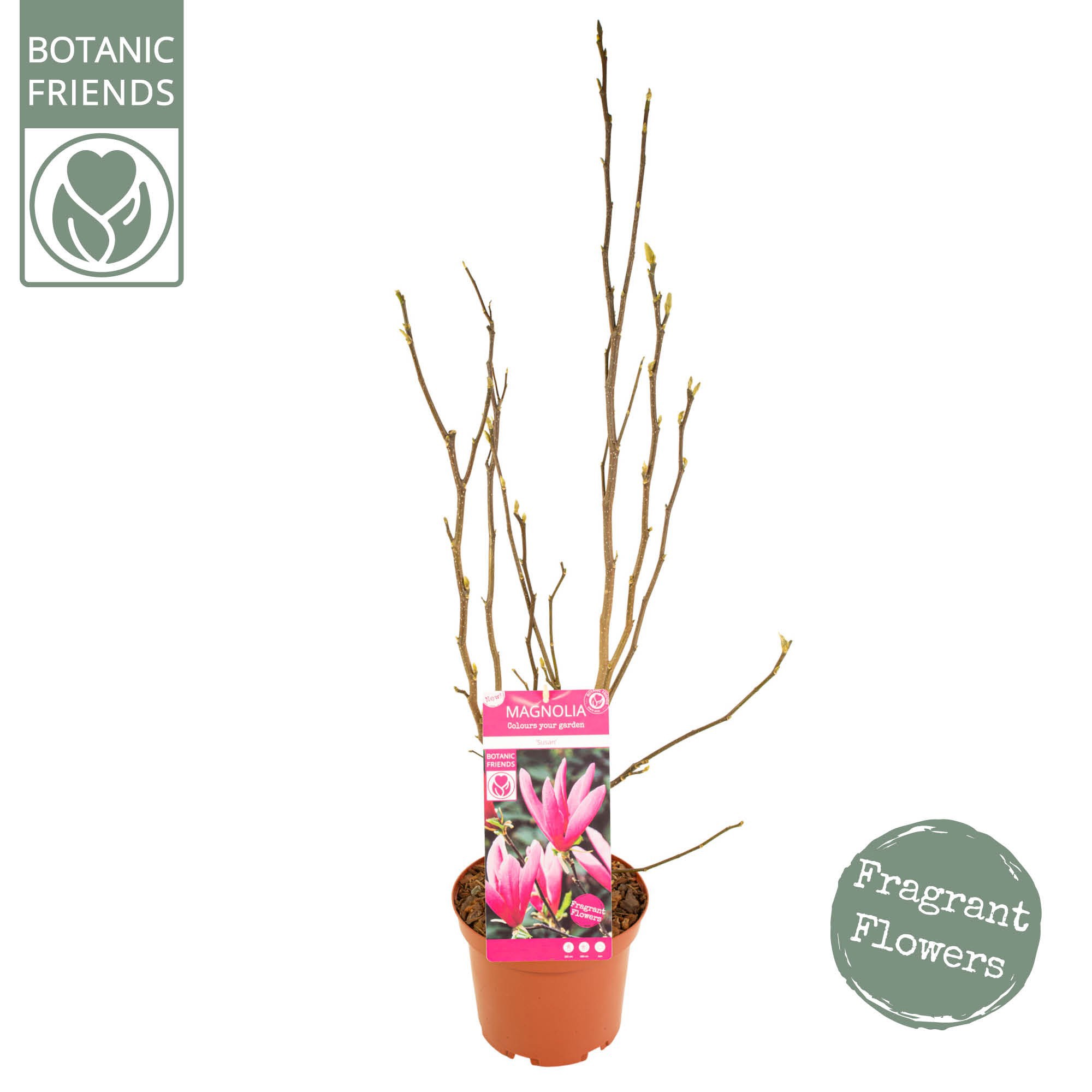 Magnolia 'Susan', D 21