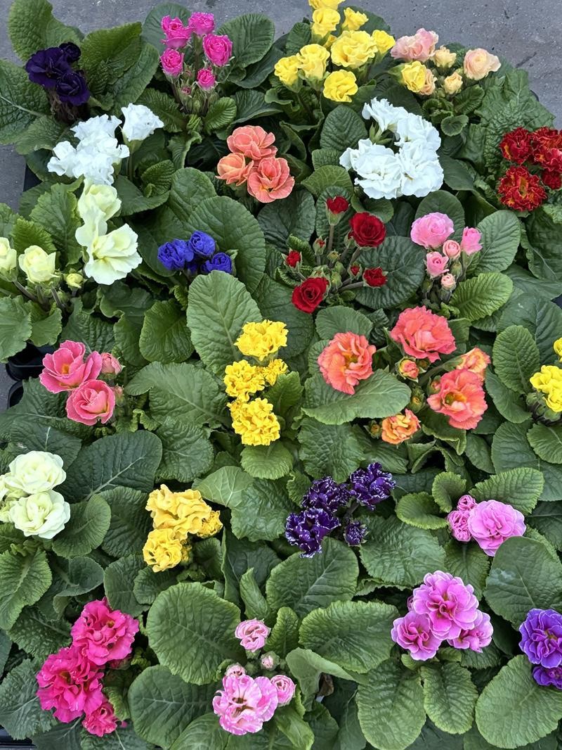 PRIMULA VULGARIS-HYBRID 'SUZETTE', D 11