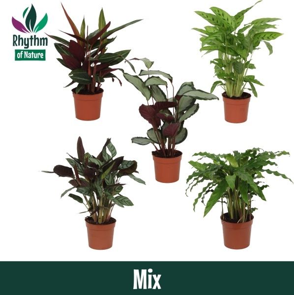 Calathea 12cm gemengd - Rhythm of Nature zonder hoes, D 12