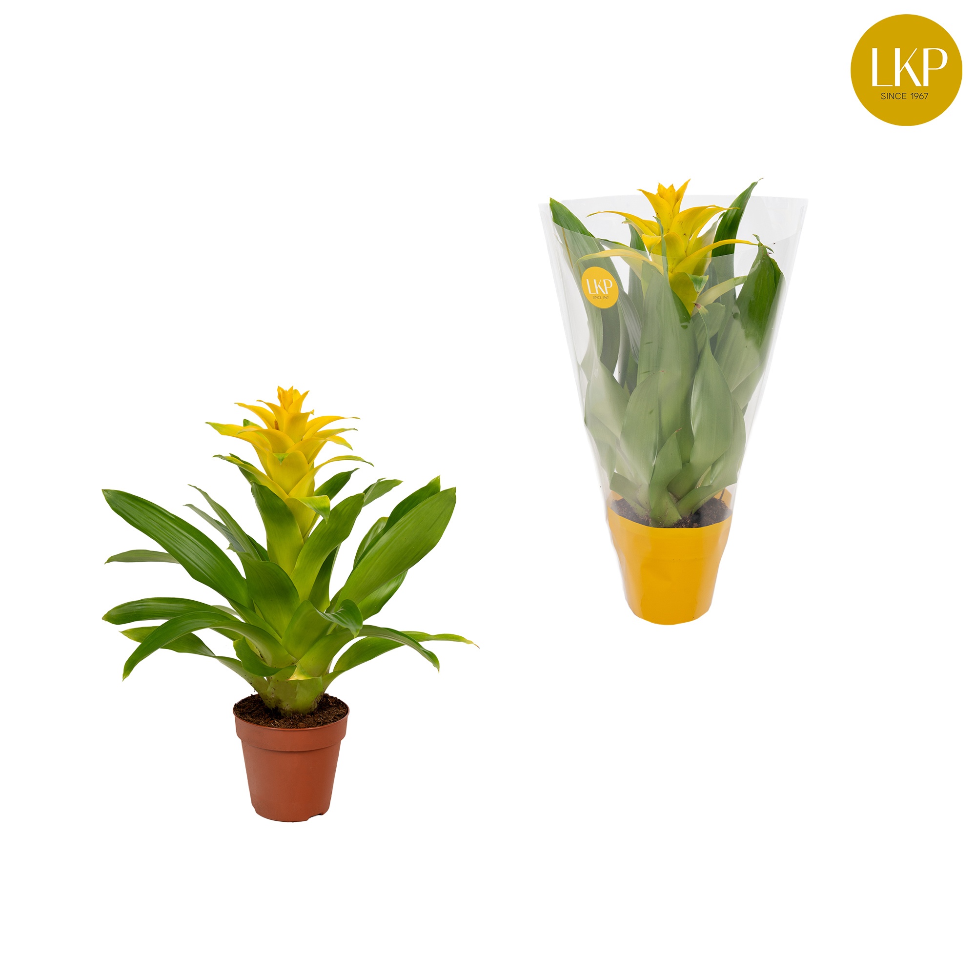 Guzmania Diana Geel (Met Hoes), D 10,5