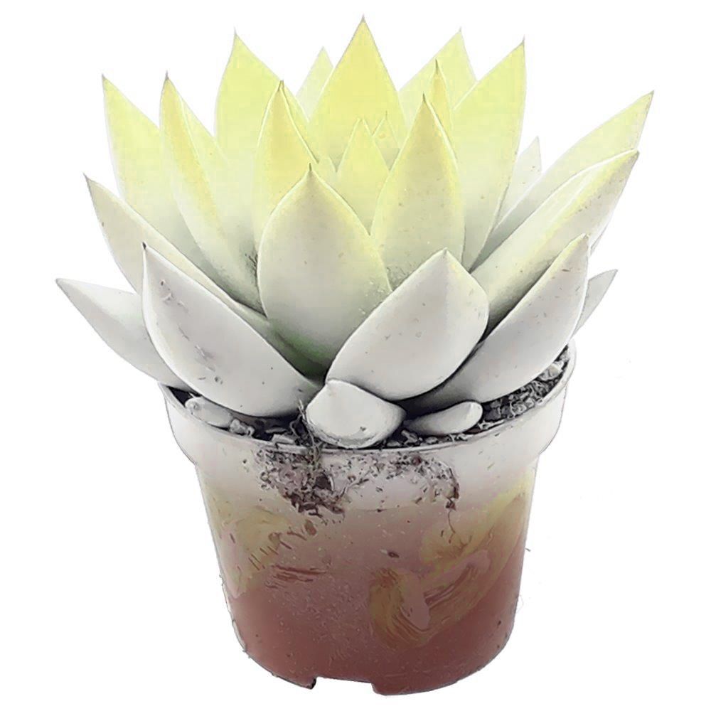 Miranda bicoloured white/pastel yellow, D 6