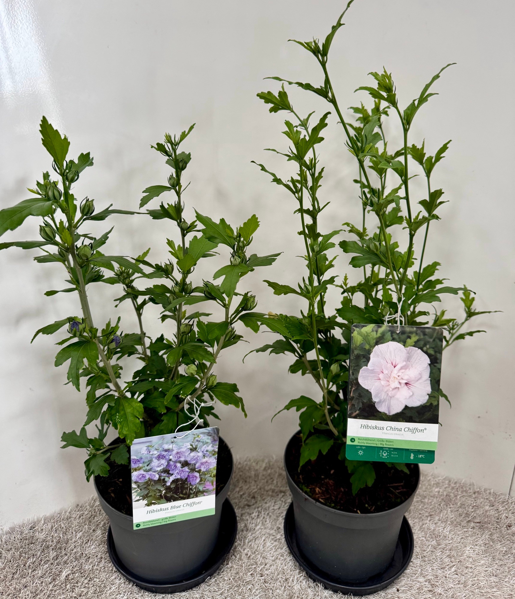 Hibiscus syriacus Chiffon in Sorten, D 19