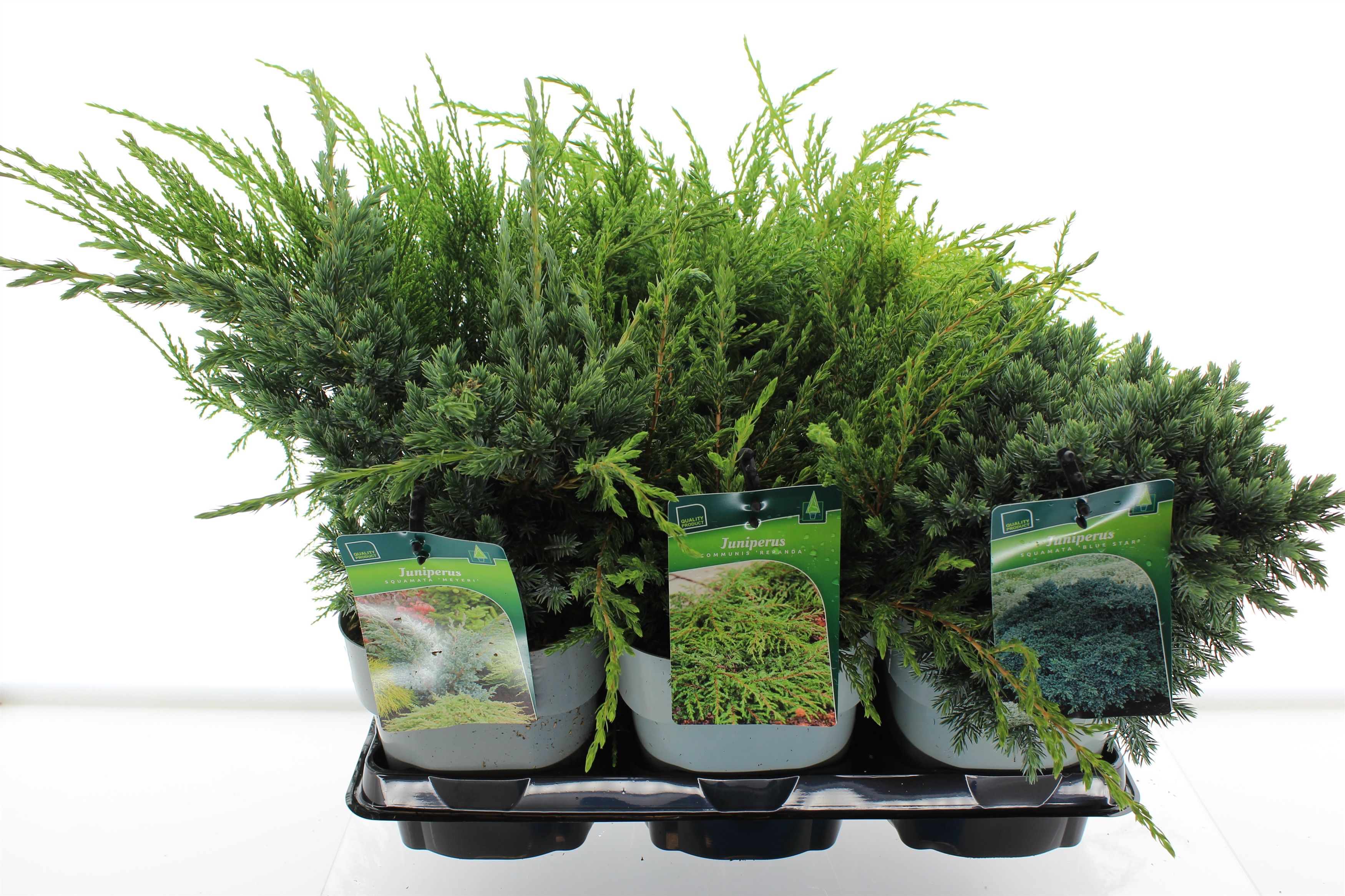 Juniperus mix, D 17