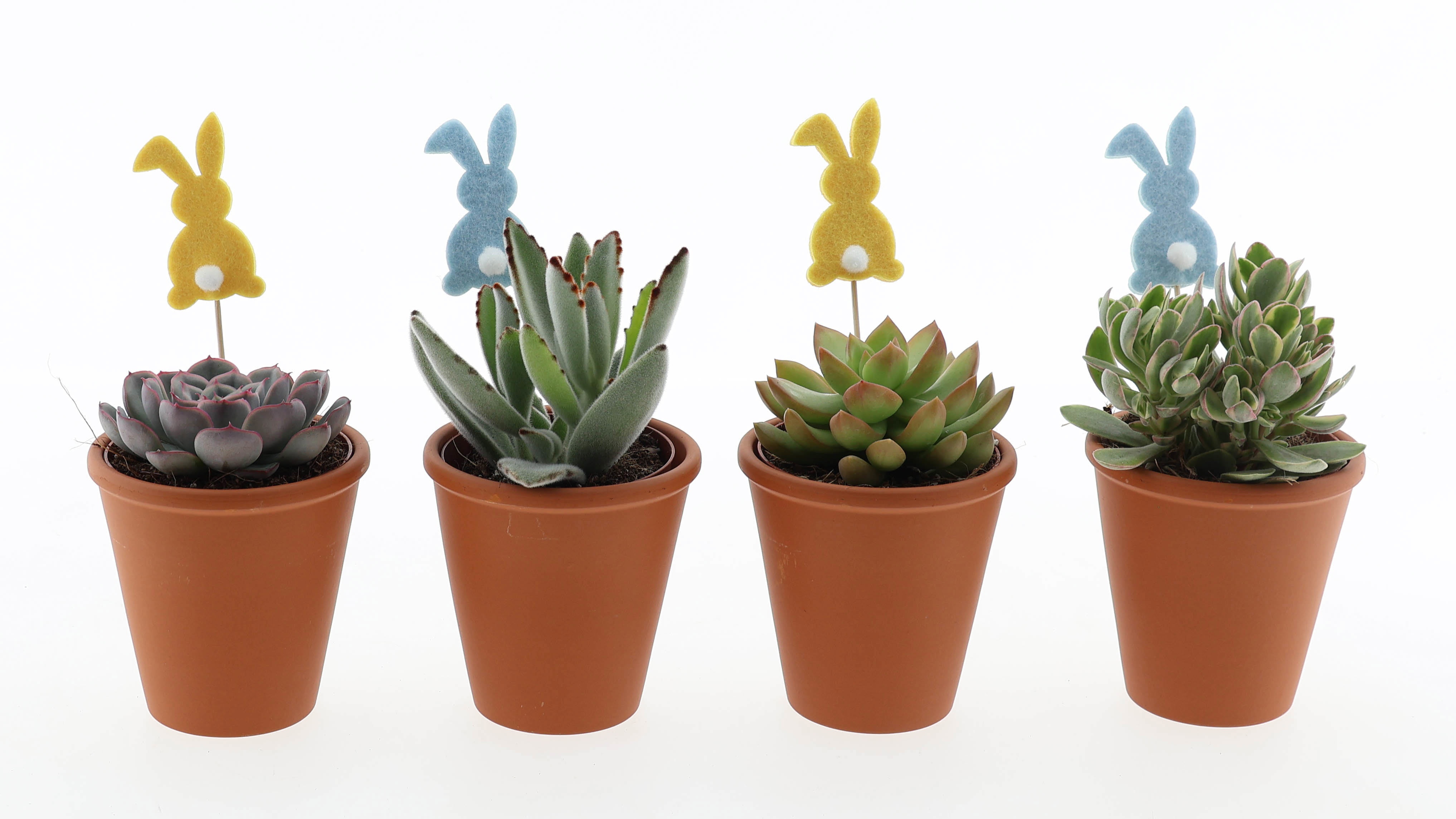 Terracotta pot succulent mix + bunny, D 10