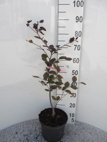 Fagus sylv. Riversii 60-80 P23, D 23
