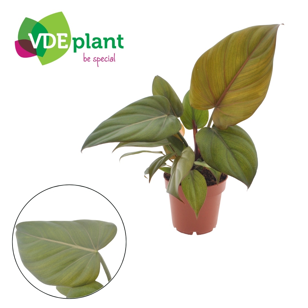 Philodendron Summer Glory 12cm, D 12