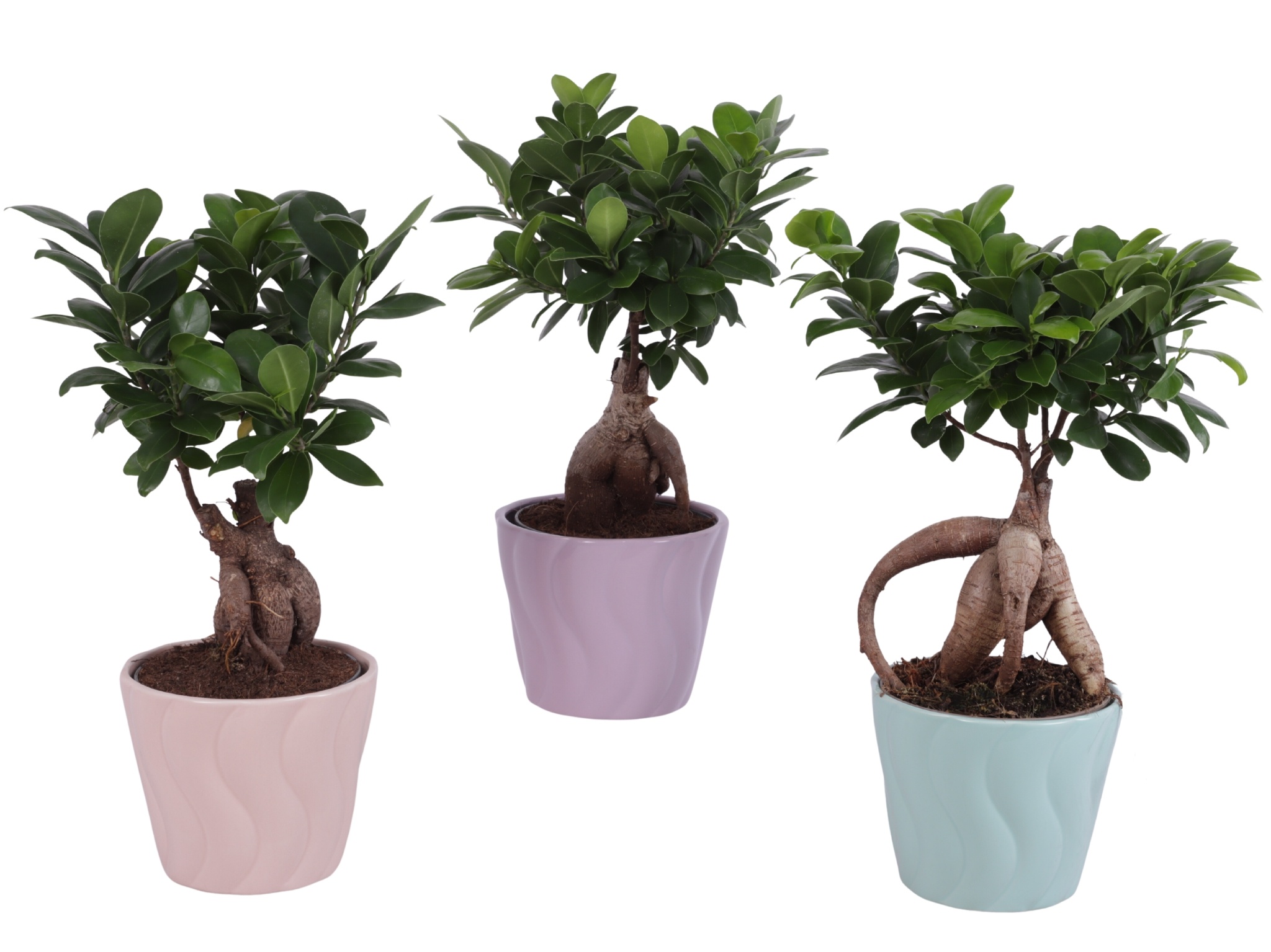 Ficus m. Ginseng Ball Shape Ø12cm in Ø14cm Ceramic SE662, D 14