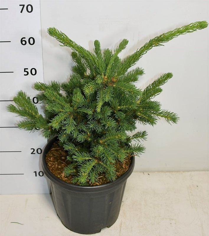 Picea pungens 'Lucky Strike', D 32