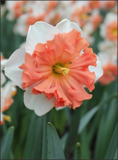 NARCISSUS CYCLAMINEUS 'SHIRKE', D 11