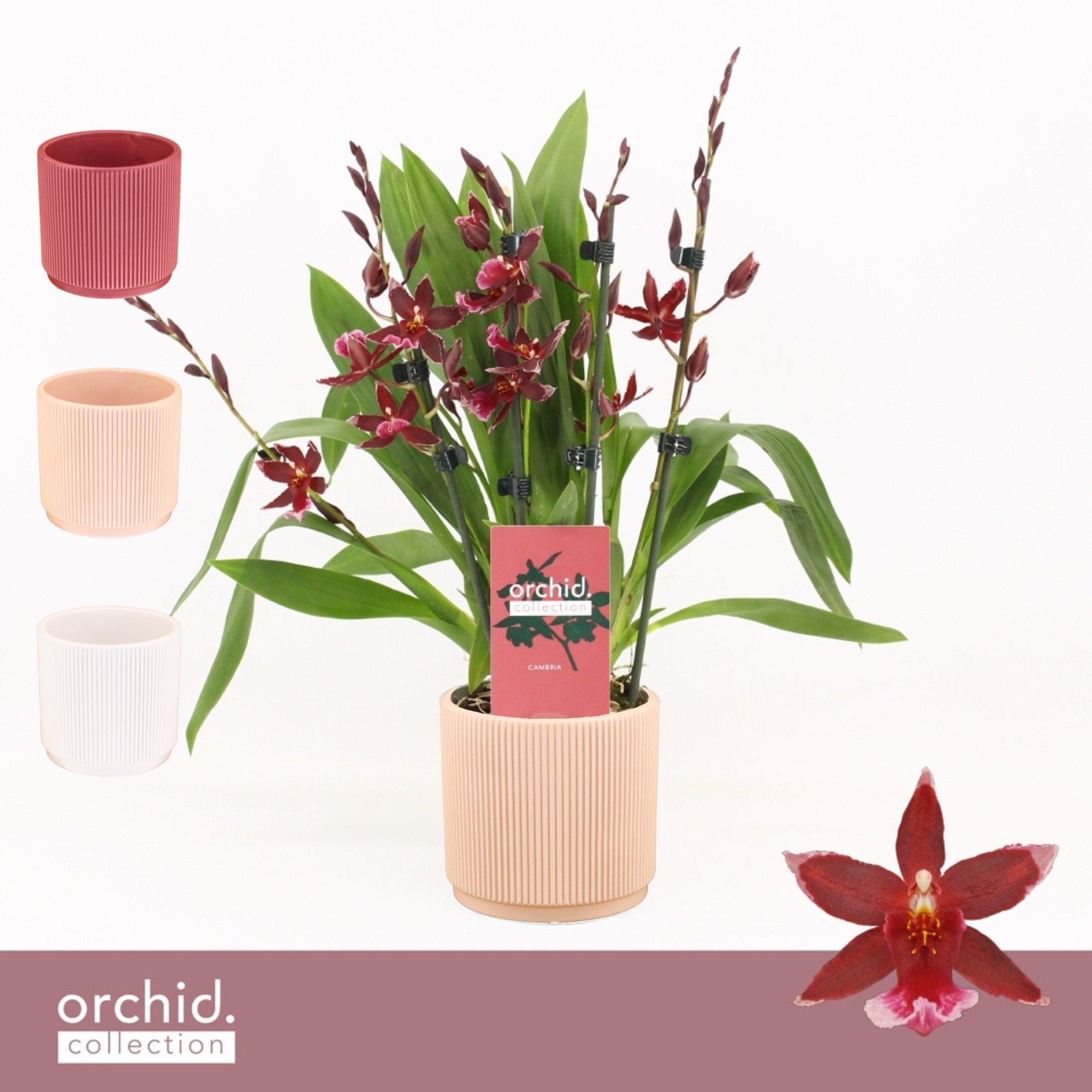 Barrocco Red, 5/6-spike Compact in Horizon Ribble 'Orchid Collection', D 12