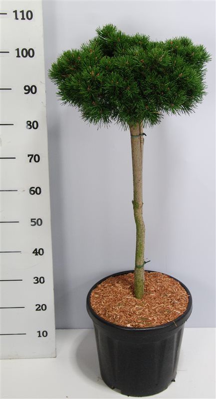 Pinus mugo 'Lilliput', D 38