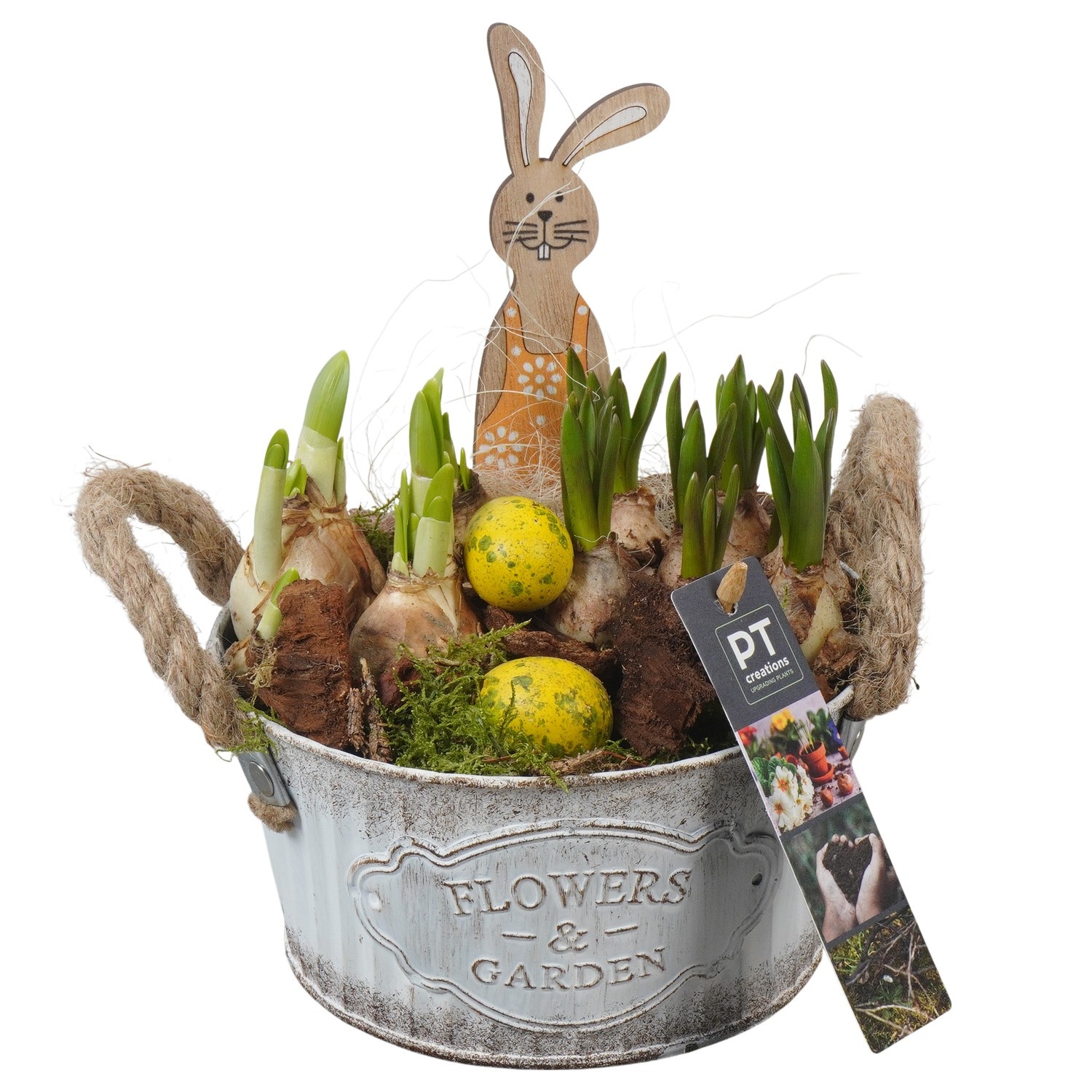 PTBMP5659 Arrangement Easter Bulbs Mix in zink pot, D 16