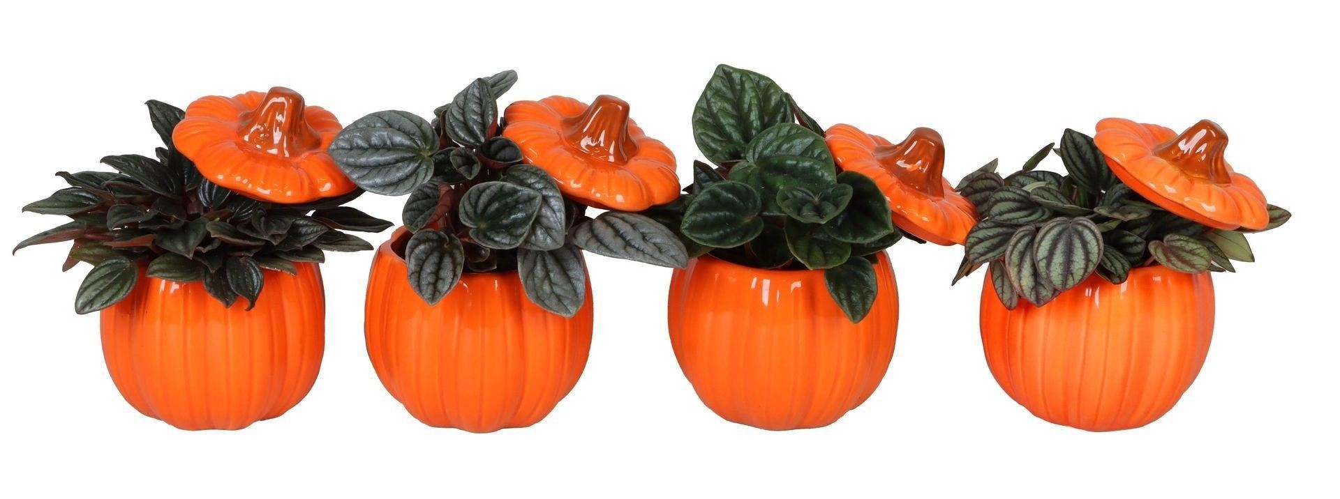 L 66508 With Peperomia Caperata Mix 6 cm, D 6