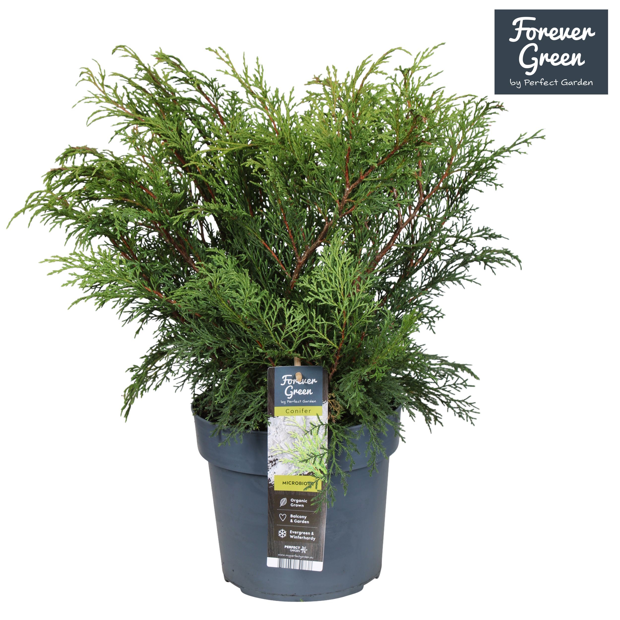 Microbiota decussata P19, D 19