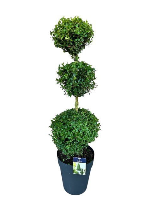 Buxus semp. Triobol c10/p29, D 29