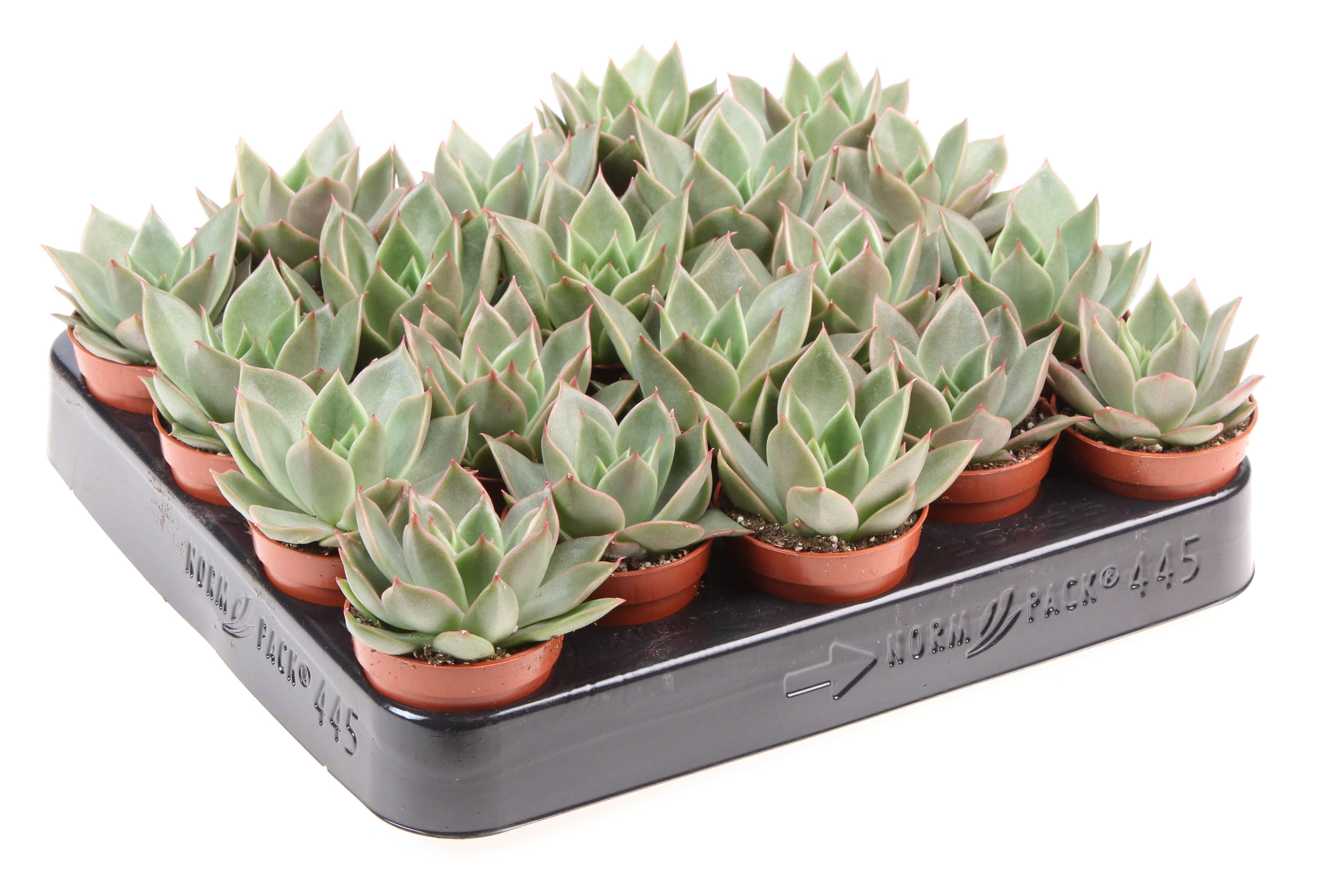 Echeveria maxxus, D 5,5