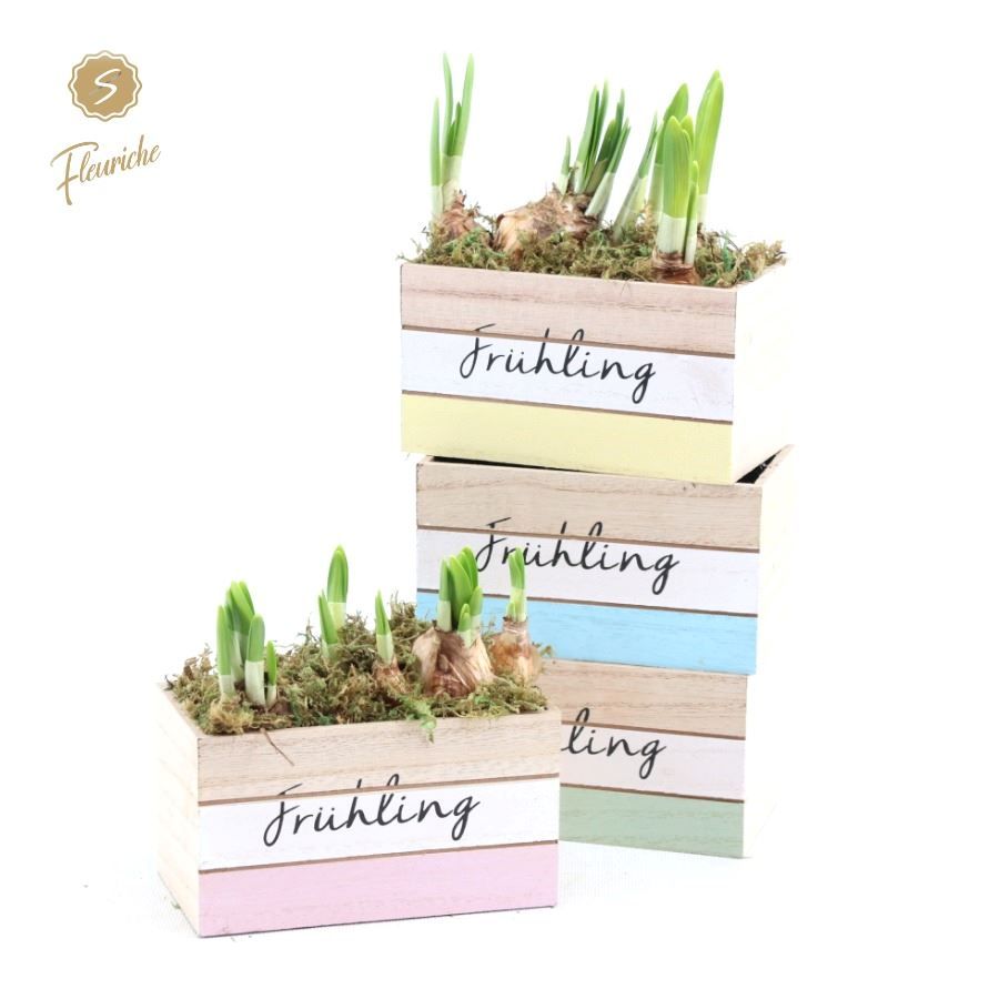 (0973) Narcis Fruhlingbote 2PP, D 14