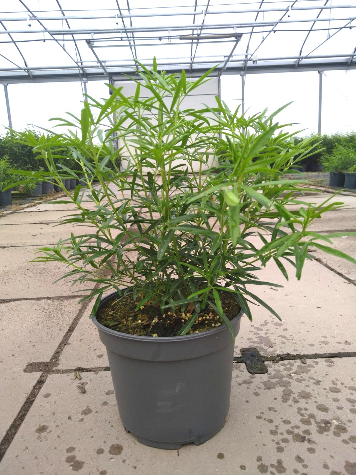 Choisya tern. 'Aztec Pearl', D 23