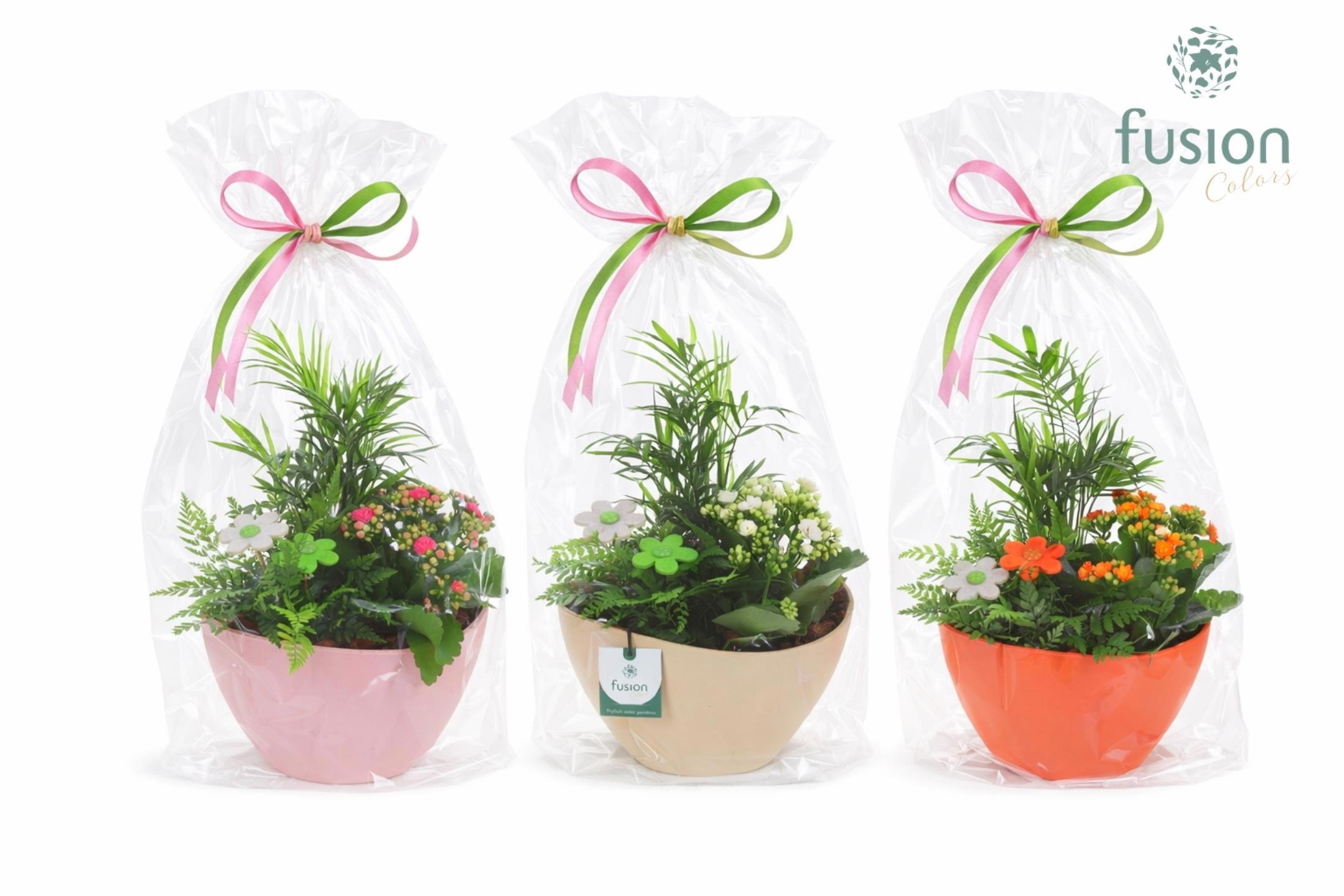 Biologisch afbreekbare schaal Medium met arrangement, D 24