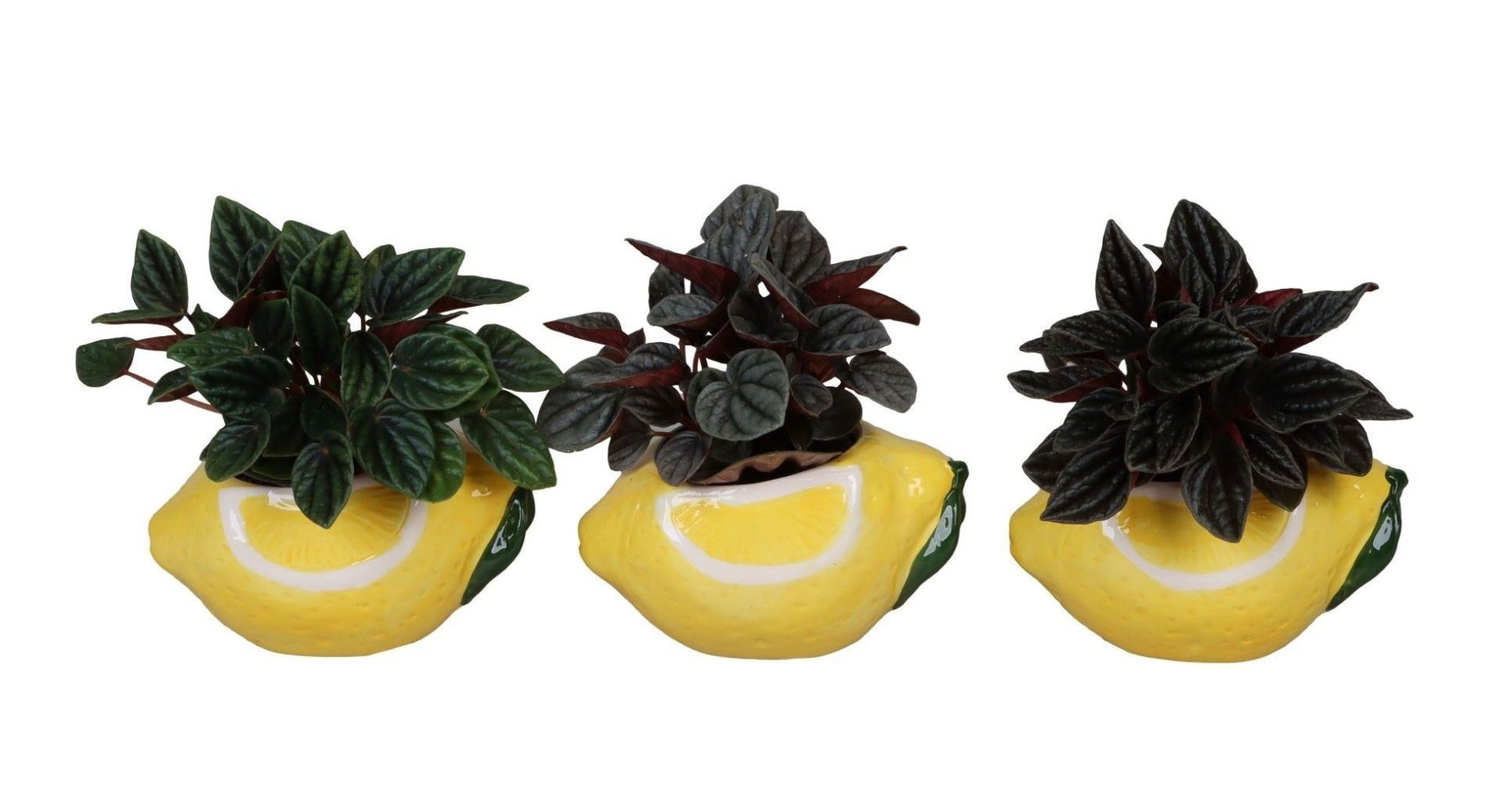 L 66701 with Peperomia Caperata Mix 6 cm, D 6