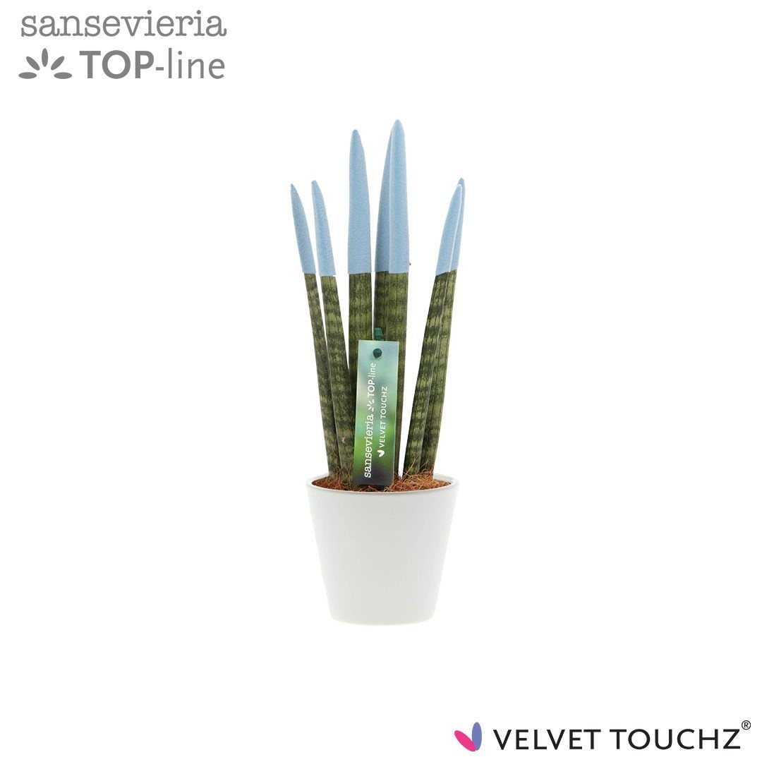 Sansevieria VELVET TOUCHZ® Pastel Blauw In keramiek R'dam, D 8,5