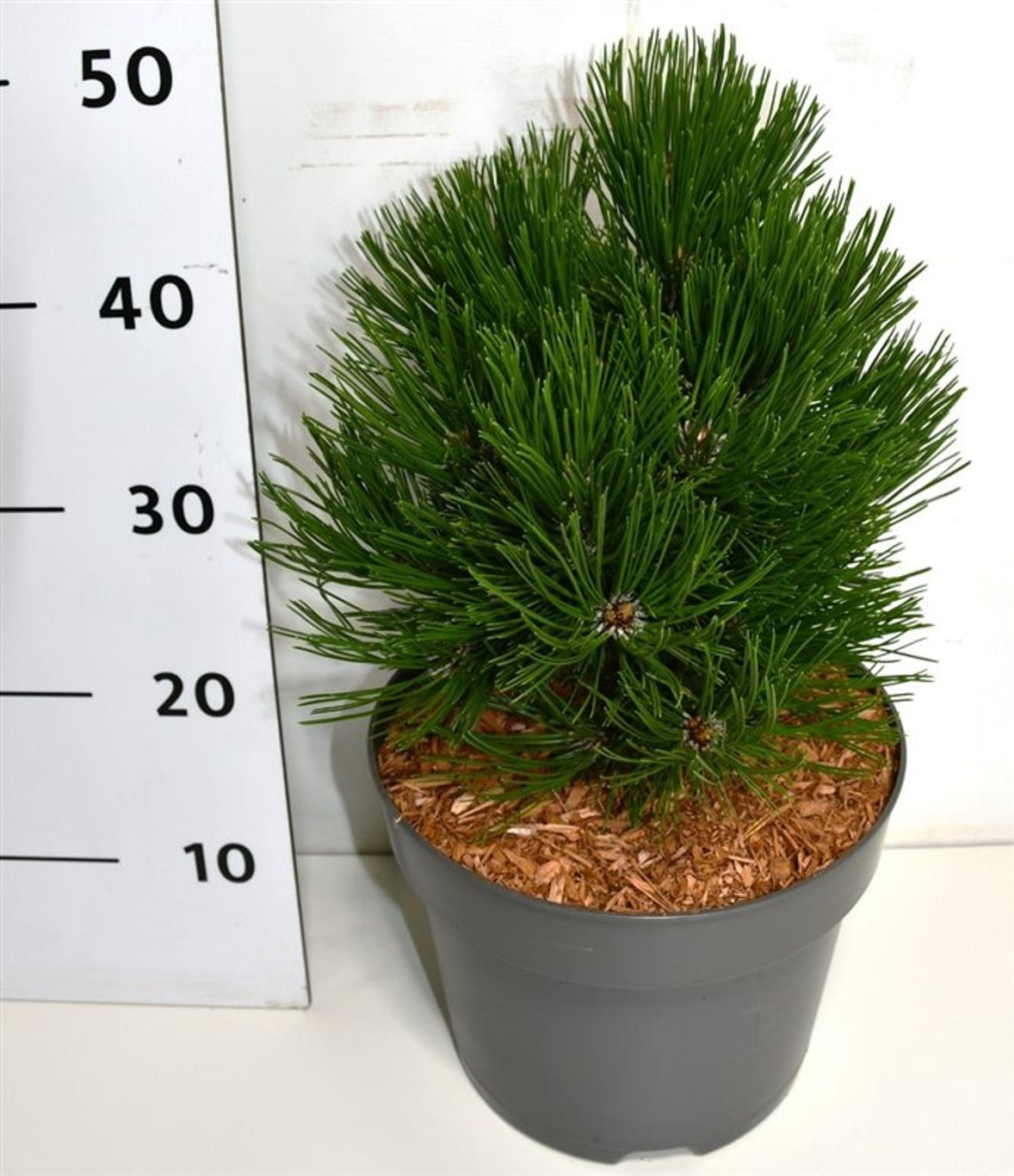 Pinus leucodermis 'Schmidtii', D 26