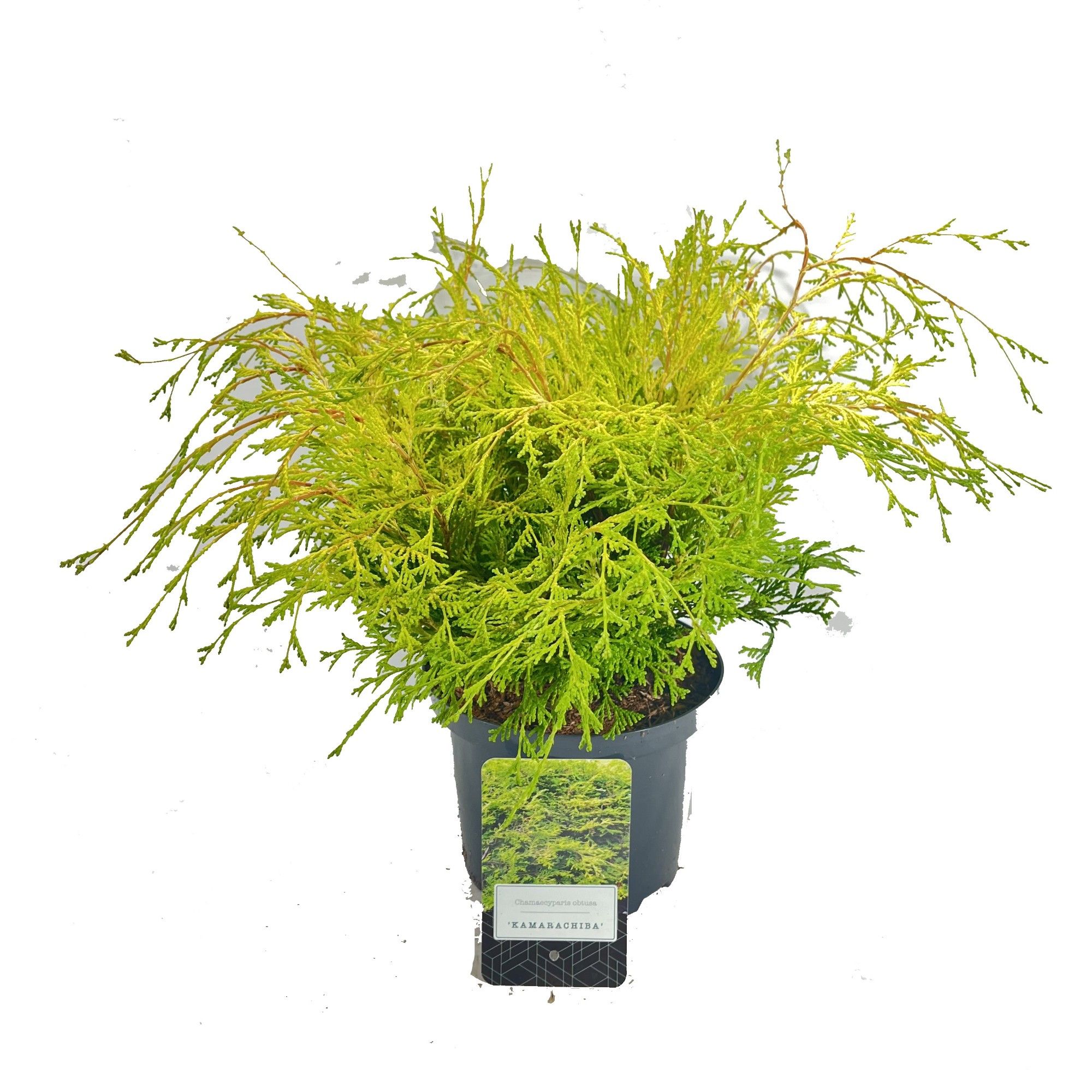 Chamaecyparis obtusa 'Kamarachiba', D 18