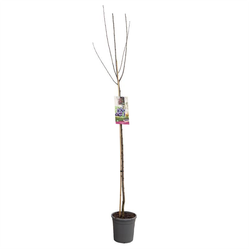 Prunus dom. Czar hoogstam VERS GEPOT, Kleine paars-blauwe pruim, D 31