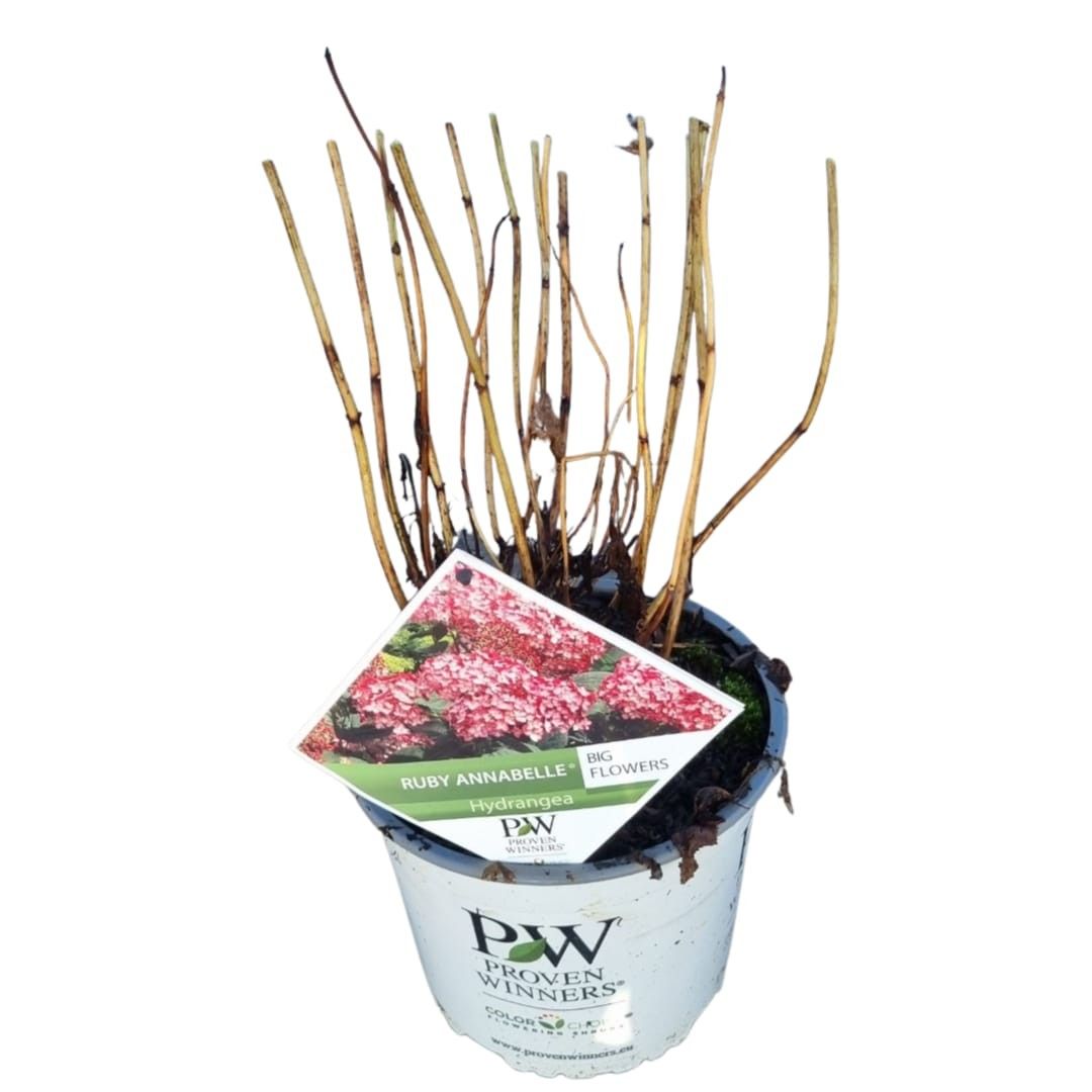 Hydrangea arb. Ruby Annabelle® ('Ncha3'PBR), D 19
