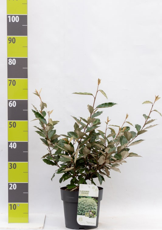 Elaeagnus ebbingei C 4,6, D 23