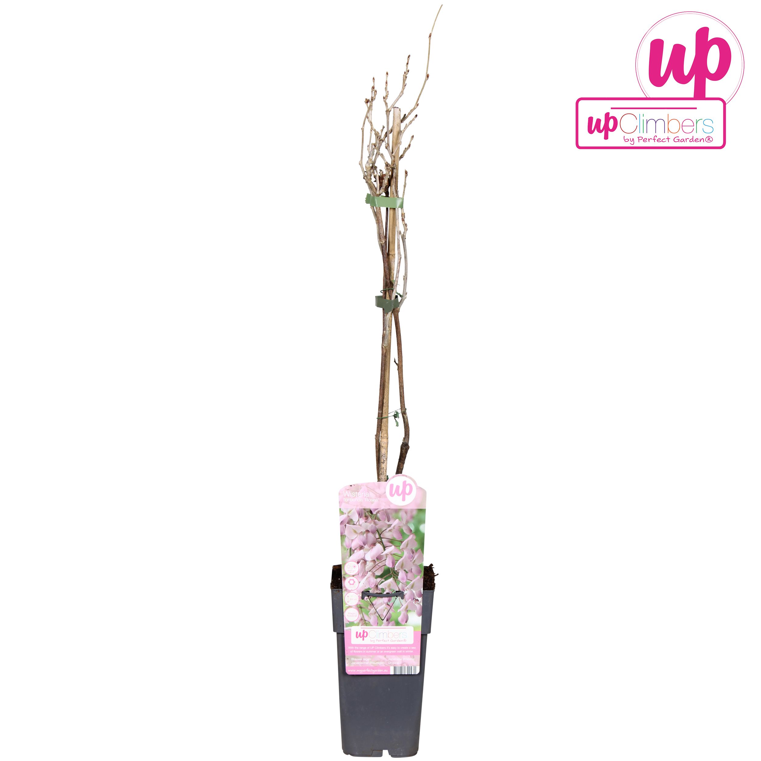 Wisteria floribunda Rosea P15, D 15