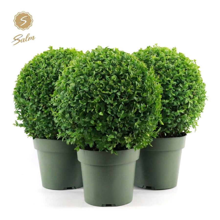 Buxus semp. Ball Ø25cm P21, D 21