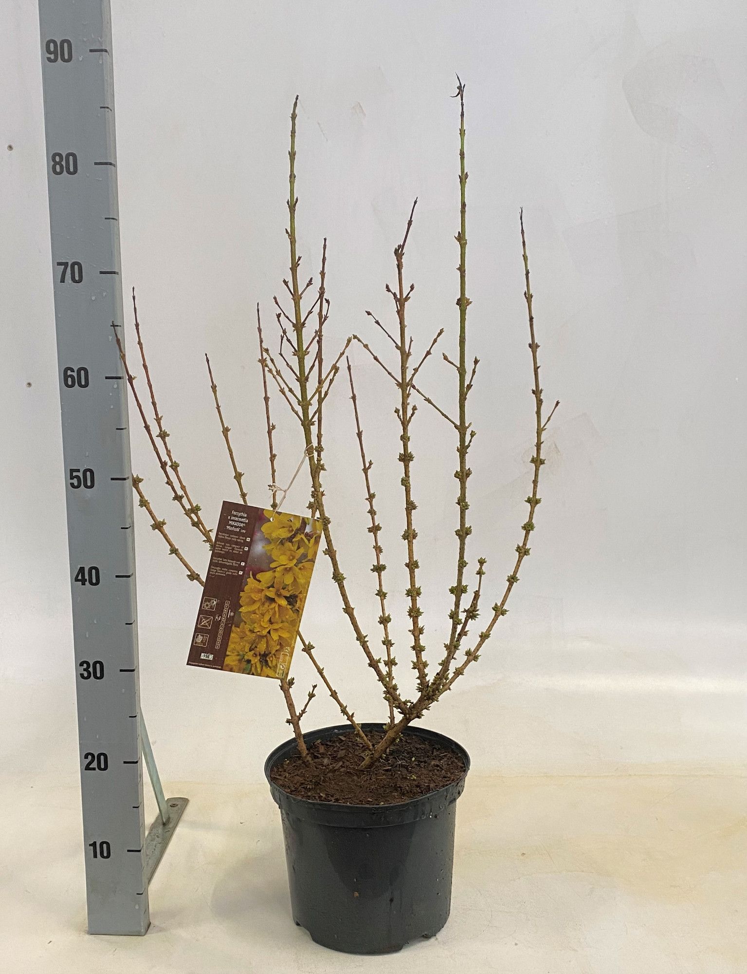 Forsythia intermedia Mikador, D 23