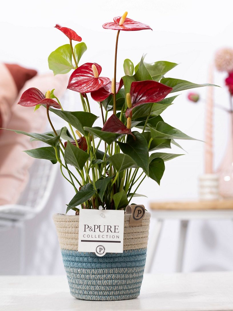 Anthurium red (Micra) in P&PURE Fashionpot Valerie, D 12