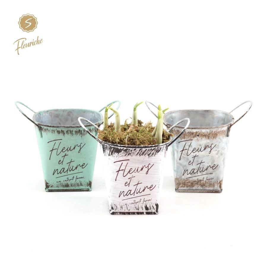 (1503) Narcissus Fleurs et Nature [M] 1PP Mos, D 12