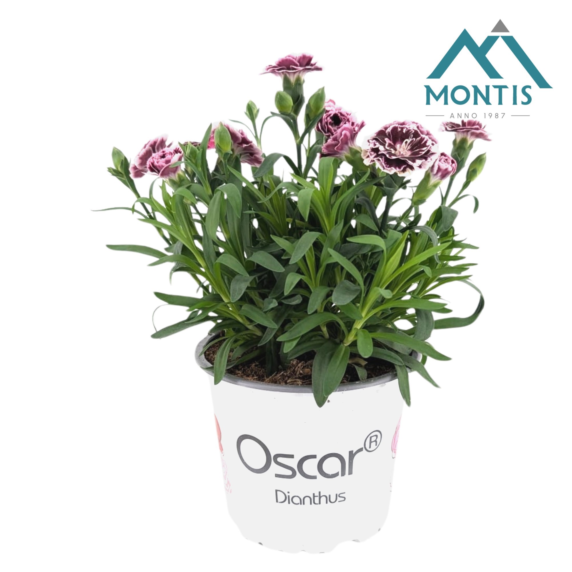 Dianthus Oscar 'Burgundy White', D 13