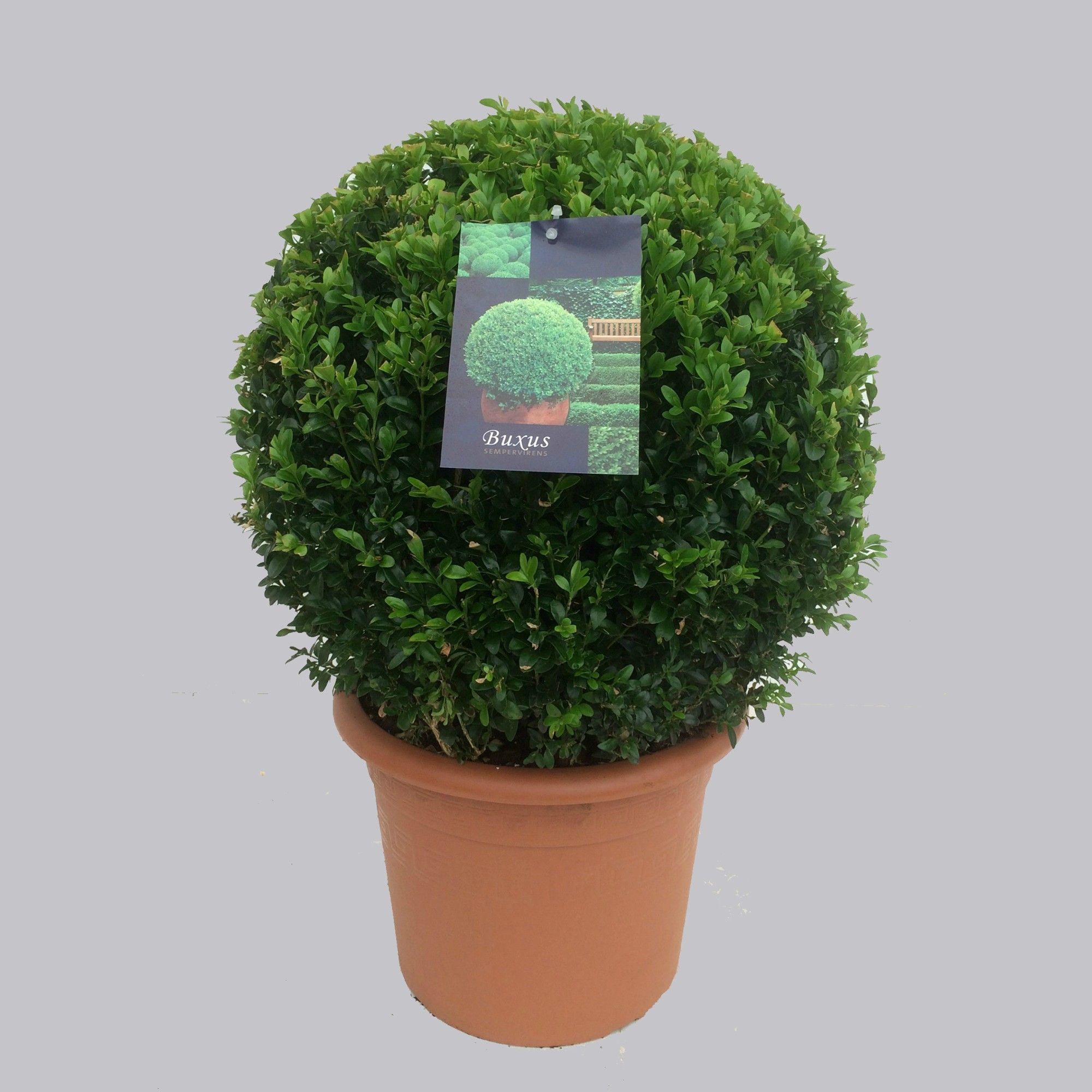 Buxus semp.bol 40 cm 35/TC15, D 35