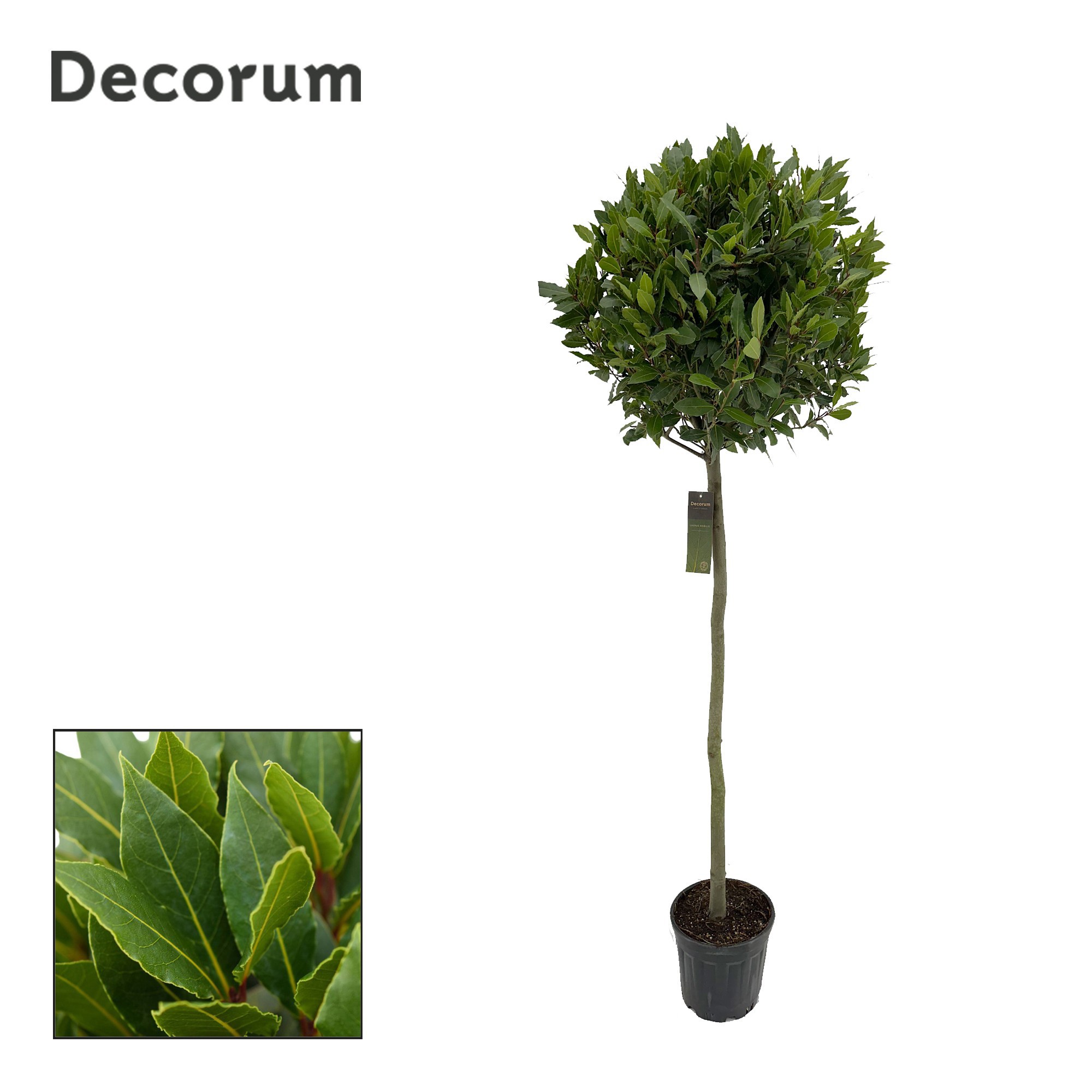 Laurus nobilis Bol op stam, D 25