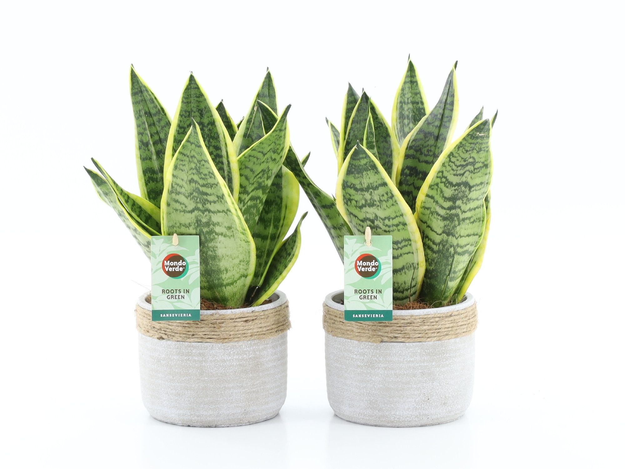 Sansevieria 'Futura Superba' in Sturdy, D 13