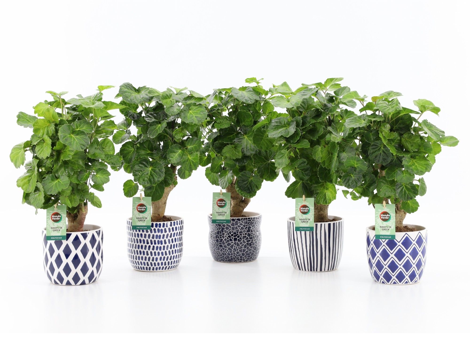 Polyscias Green Lemon in Delft Blue, D 13