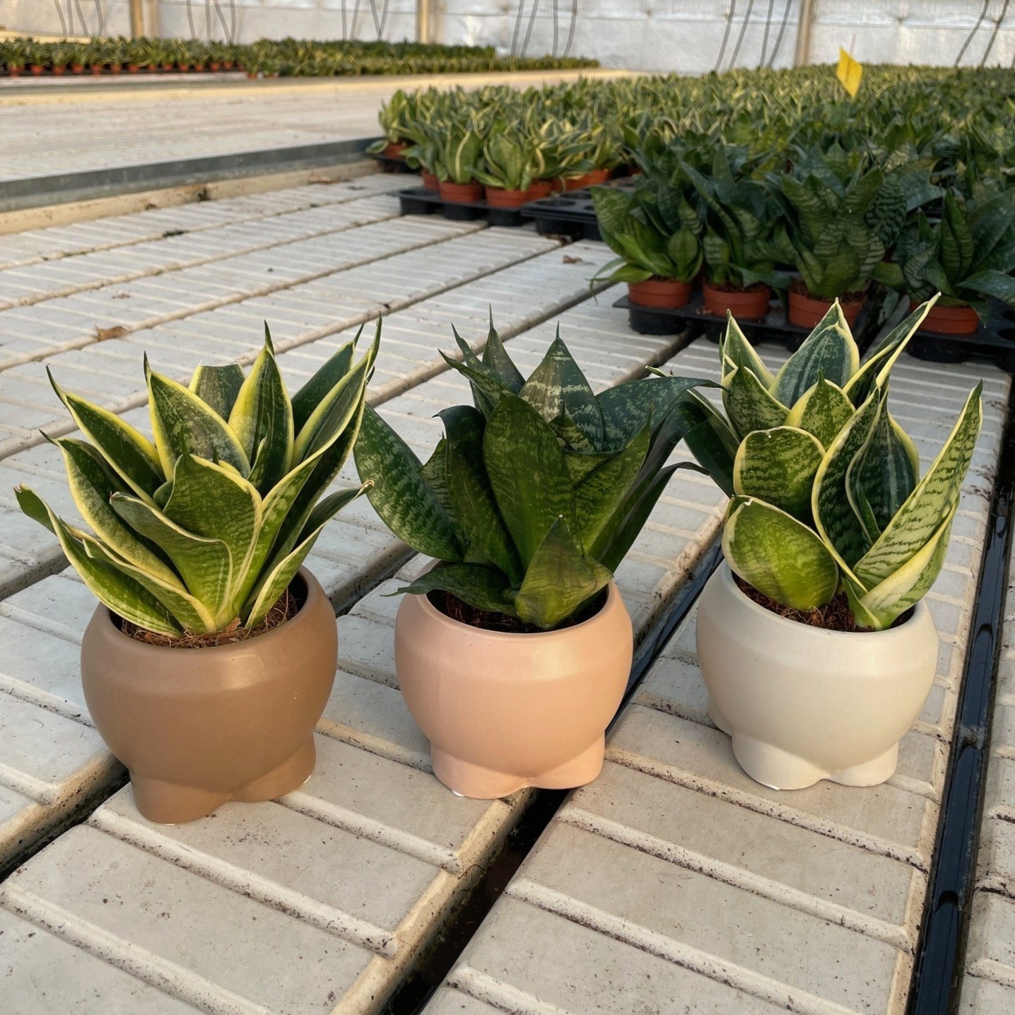 Raise with Sansevieria Hahni mix, D 9