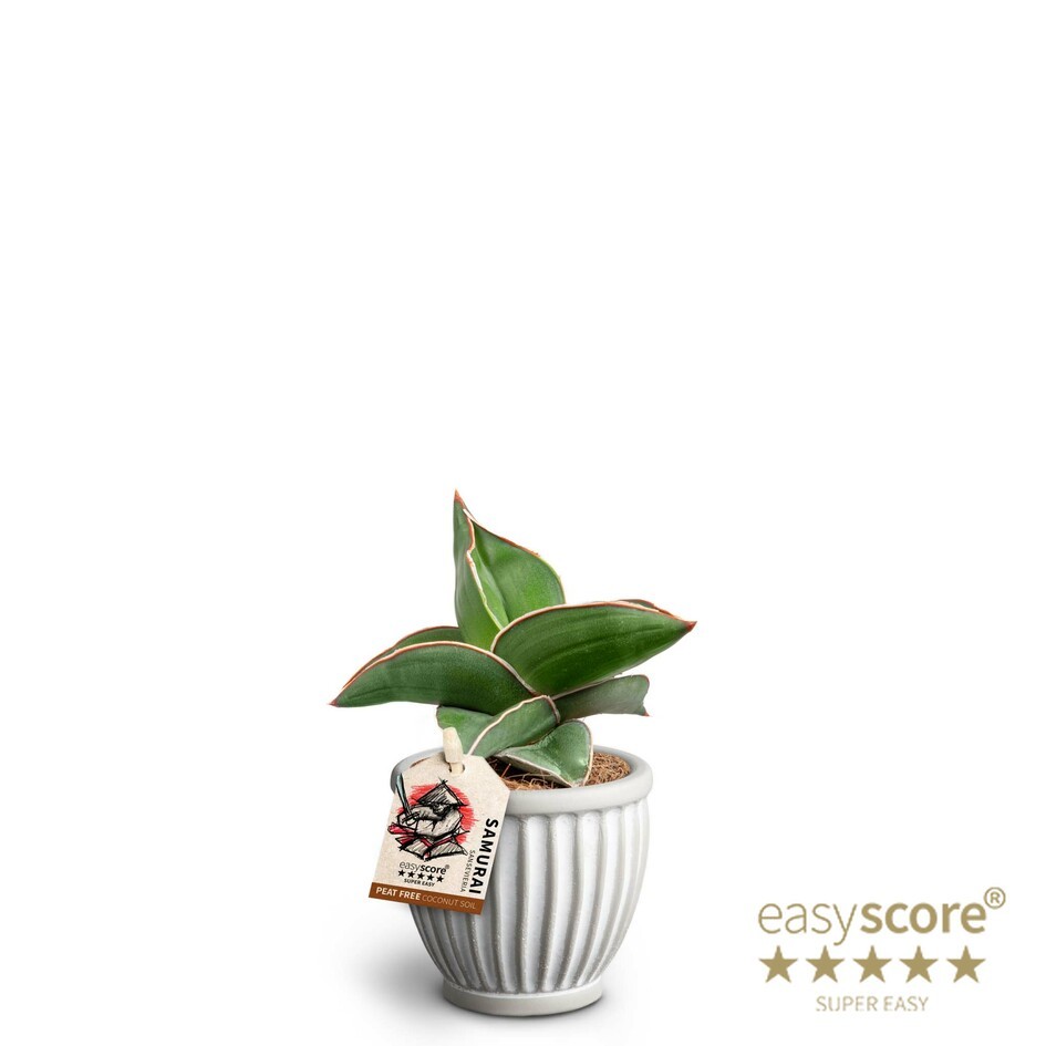 Athena, Sansevieria ´Samurai´, D 7