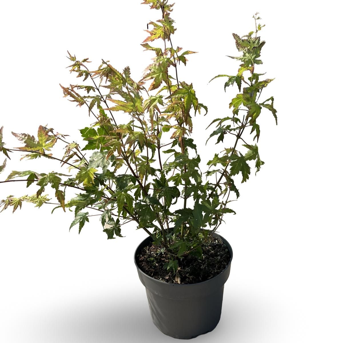 Acer pal. 'Summer Gold', D 21