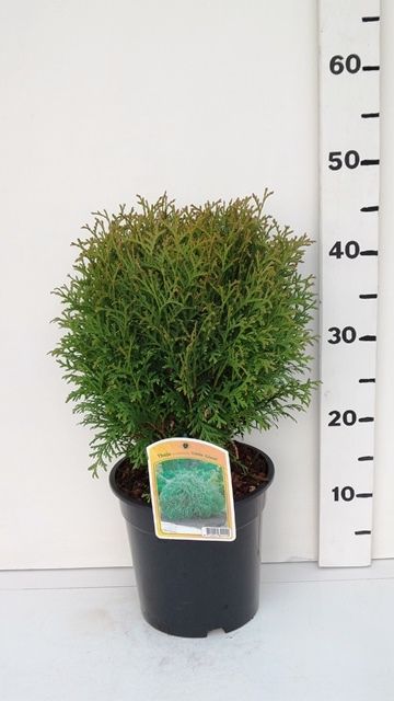 Thuja occ. 'Little Giant', D 19